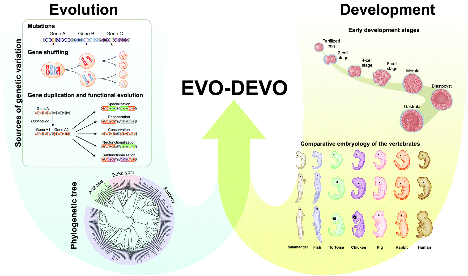Perspectives and applications of machine learning for evolutionary developmental biology